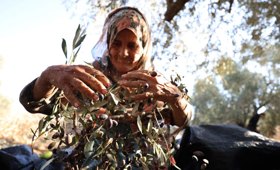جنى ثمار الزيتون الفلسطيني (7)