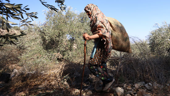 جنى ثمار الزيتون الفلسطيني (9)