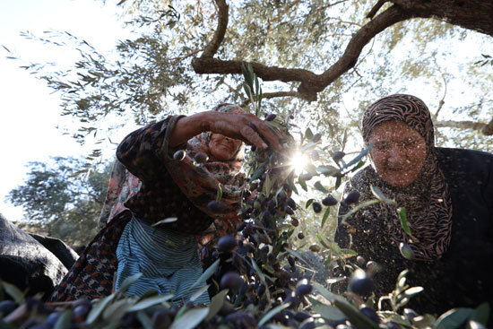 جنى ثمار الزيتون الفلسطيني (3)