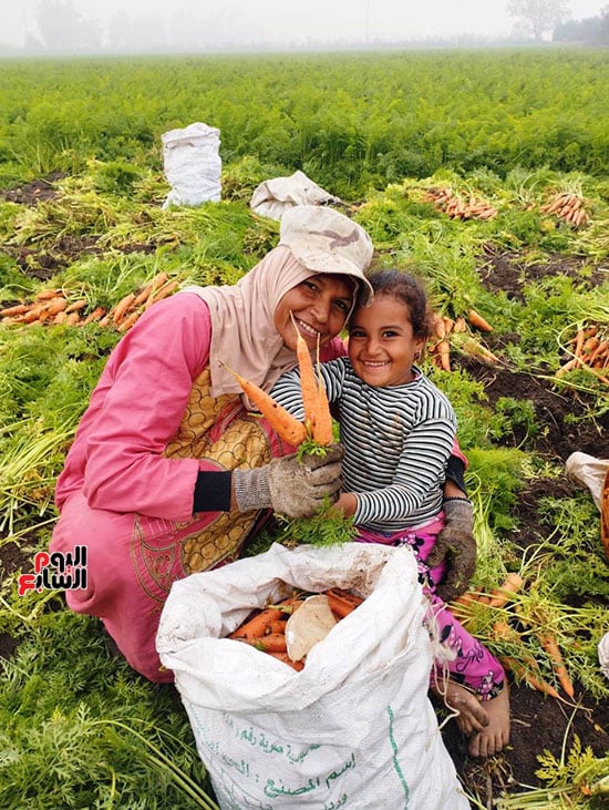 فرحة المزارعين ببدء موسم الحصاد (4)