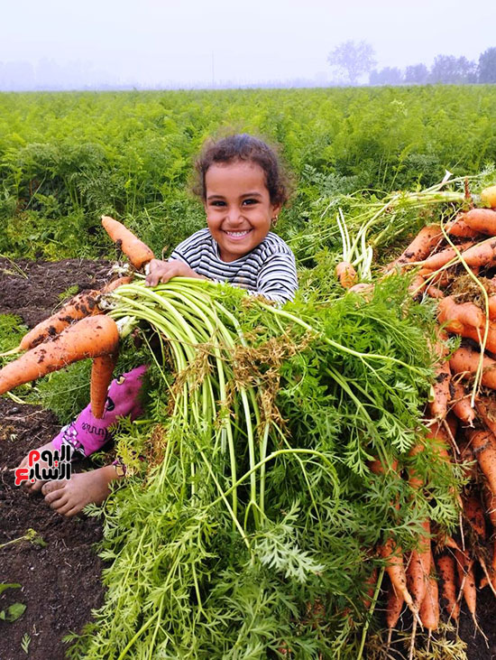 طفلة-أحد-المزارعين-خلال-موسم-الحصاد