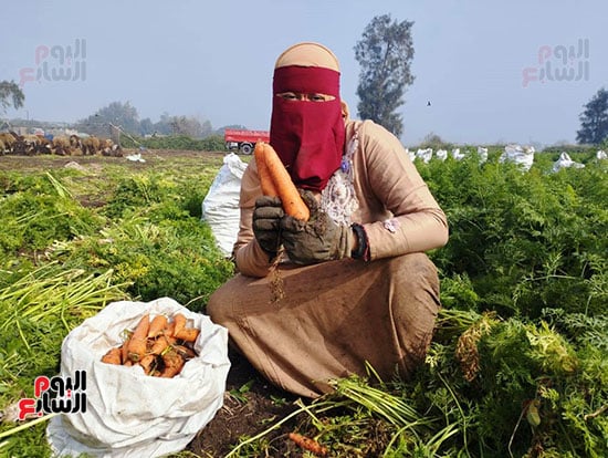 فرحة المزارعين ببدء موسم الحصاد (8)