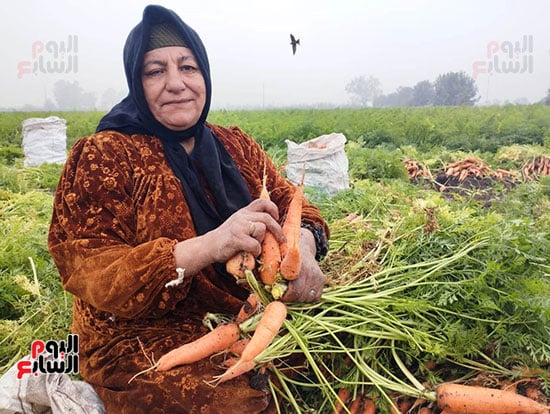 فرحة المزارعين ببدء موسم الحصاد (3)