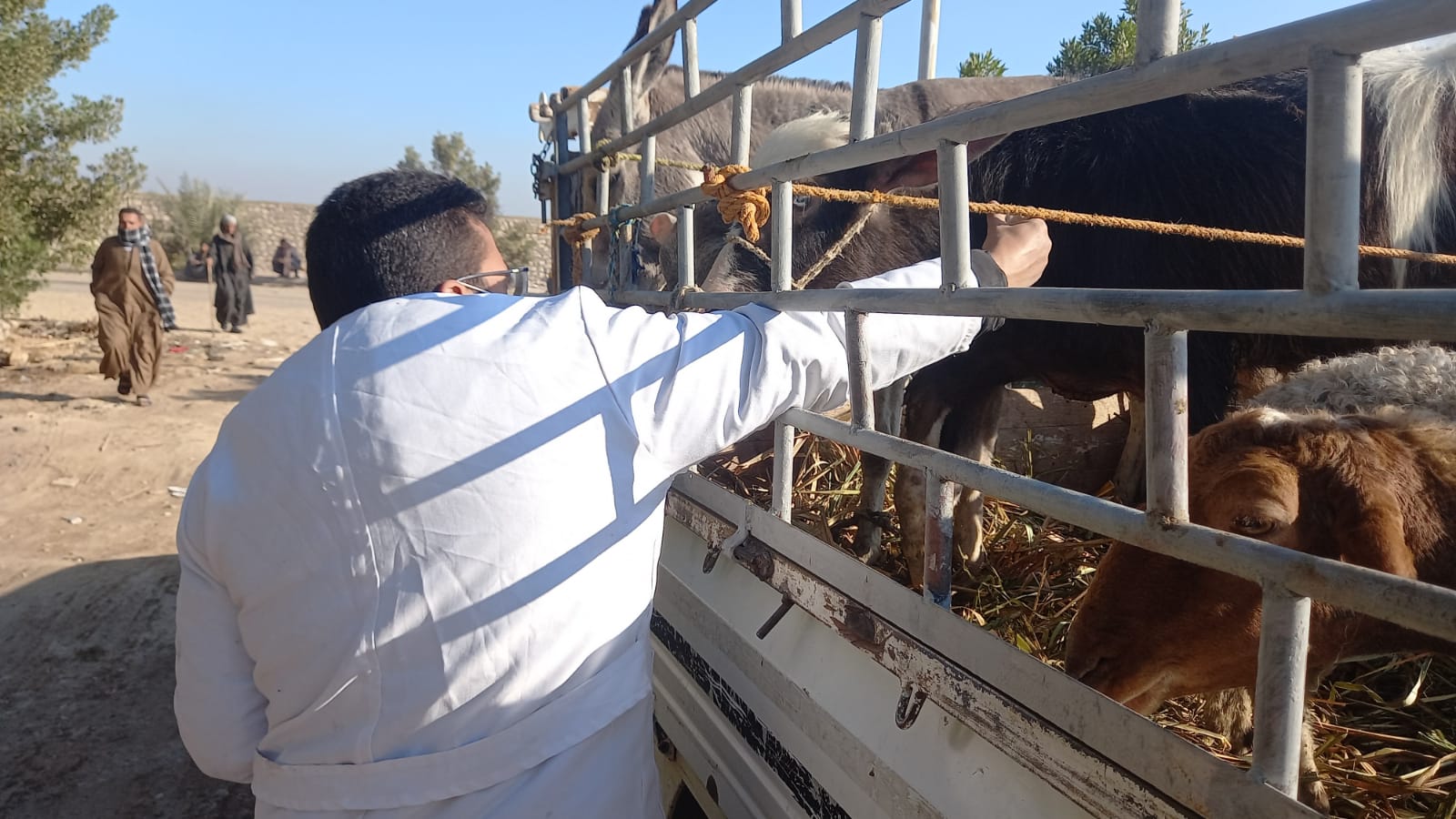 لجنة من الطب البيطرى بالأقصر تفحص وتحصن المواشي بإسنا