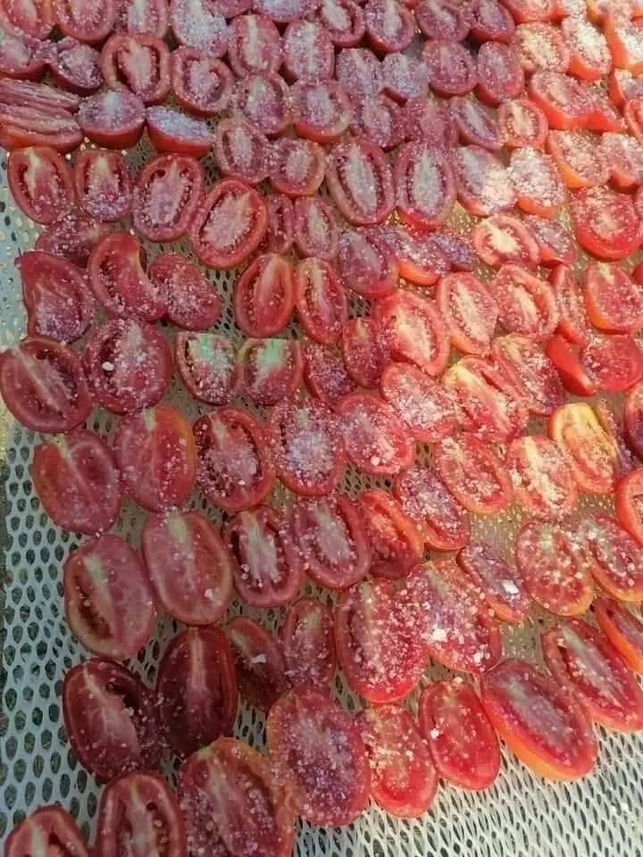 رش الملح على الطماطم خلال التجفيف