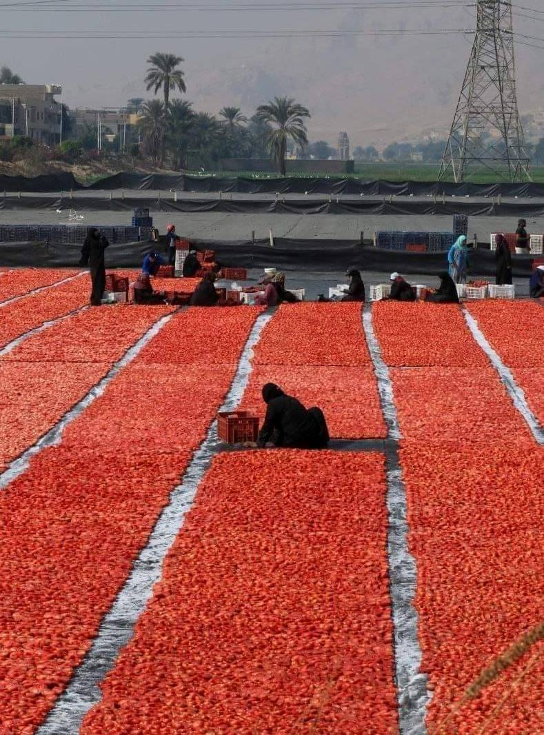 السيدات خلال العمل بموسم تجفيف الطماطم
