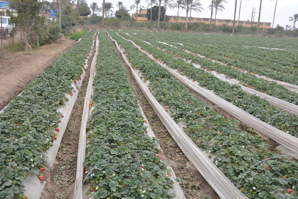 زراعة الفراولة بالقليوبية