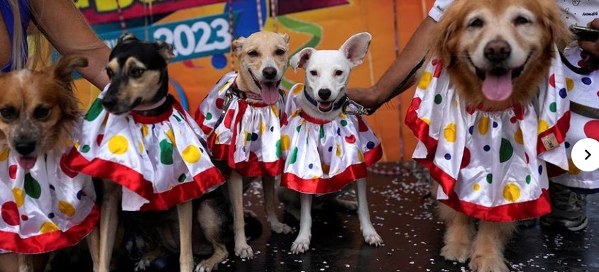مشاركة كلاب فى كرنفال البرازيل 