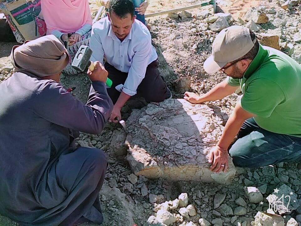 اكتشاف حفرية سلحفاه نهرية جانبية العنق (5)