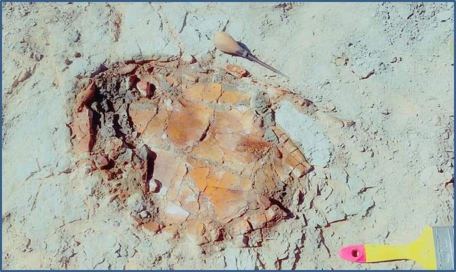 اكتشاف حفرية سلحفاه نهرية جانبية العنق (2)