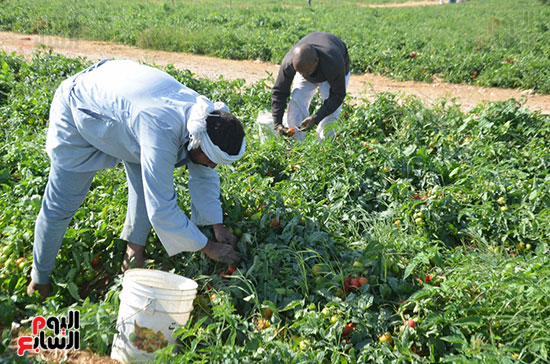 العمال-خلال-الحصاد-للطماطم-بالمزارع