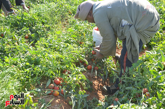 المزارعين-خلال-جمع-الطماطم-بالأقصر