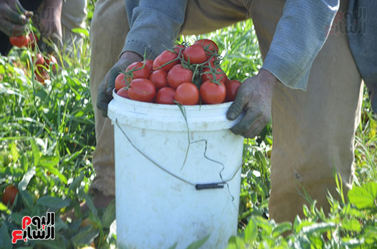 كميات-الطماطم-خلال-موسم-الحصاد