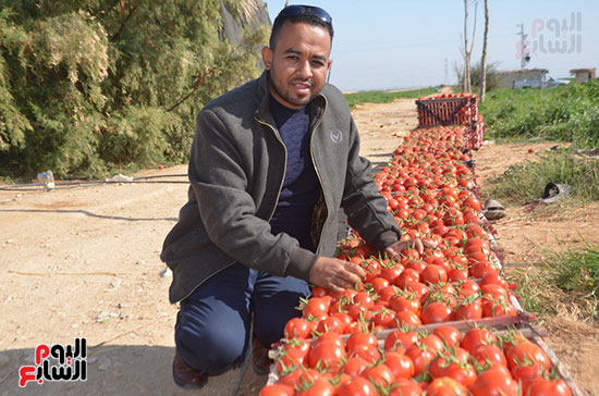 مدير-مزرعة-يكشف-تفاصيل-موسم-حصاد-الطماطم