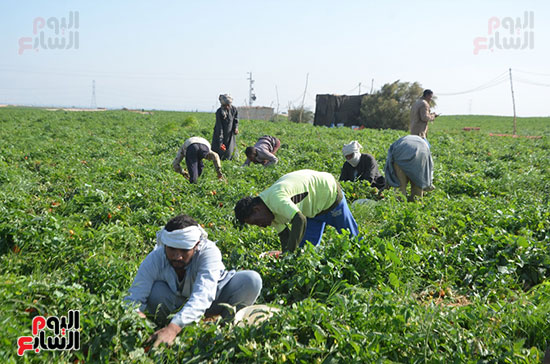 العمال-فى-المزارع-خلال-موسم-الحصاد-للخضروات