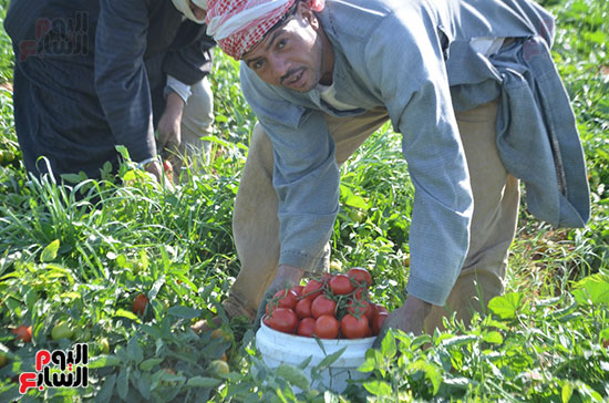 المزارعين-خلال-حصاد-الطماطم