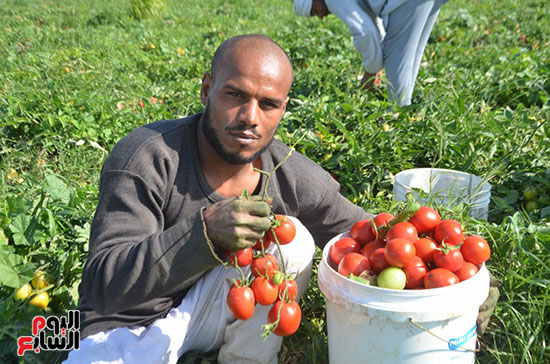 سعادة-المزارعين-خلال-موسم-حصاد-الطماطم