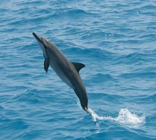 تحديد برنامج ادارة للحفاظ على الدلافين 