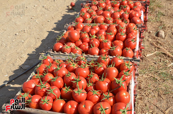 الطماطم-منورة-الأقفاص-قبل-طرحها-بالأسواق