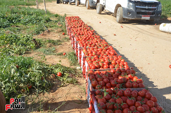كميات-الطماطم-بعد-جمعها-بالمزارع