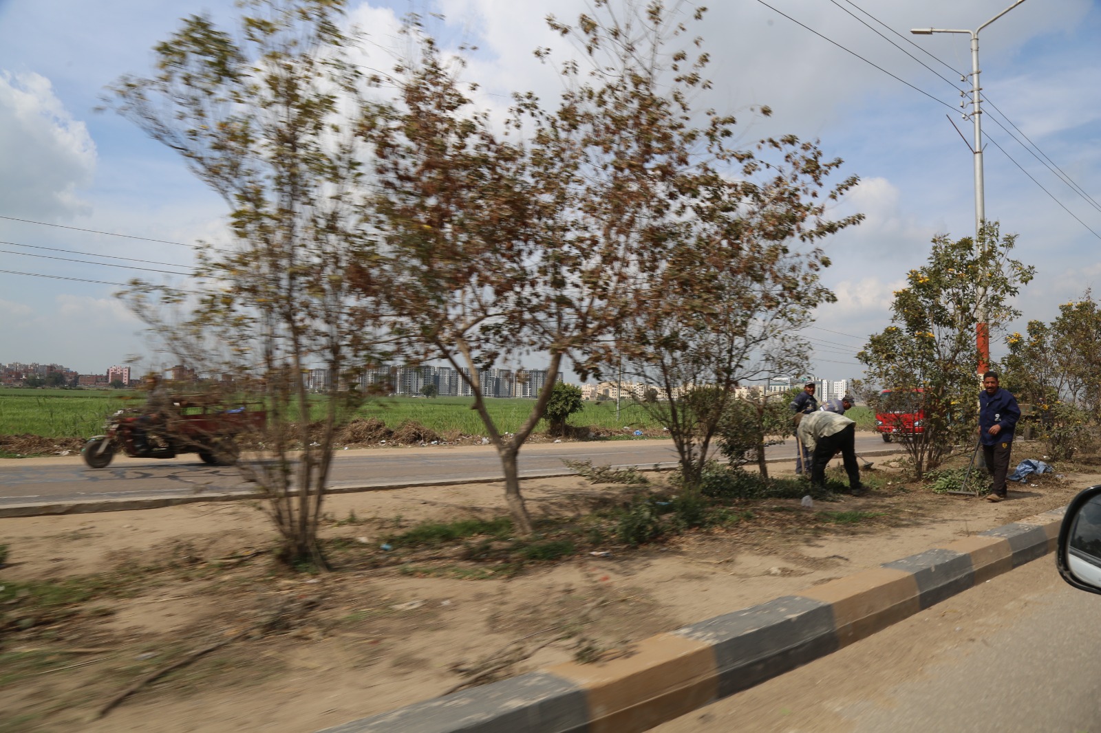 زراعة الاشجار بمدينة كفر الشيخ