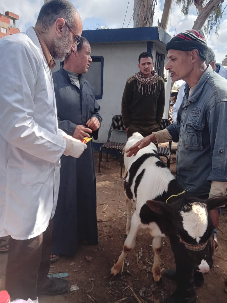 اجراء الكشف الطبي البيطري عل الماشية