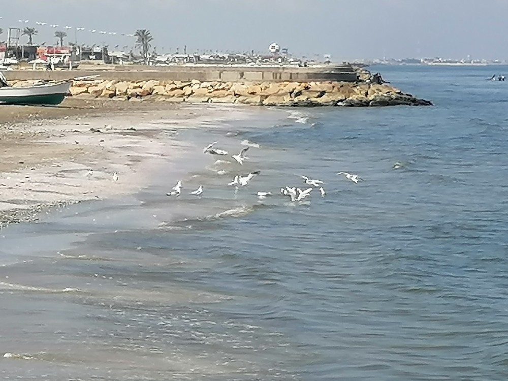 الطيور تقوم بالطيران على شاطئ البحر