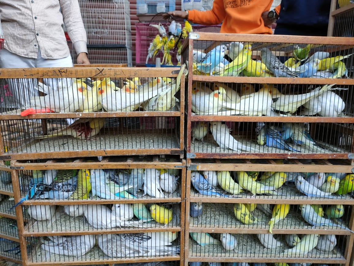 انواع العصافير بسوق الخديوي وسط الاسكندرية