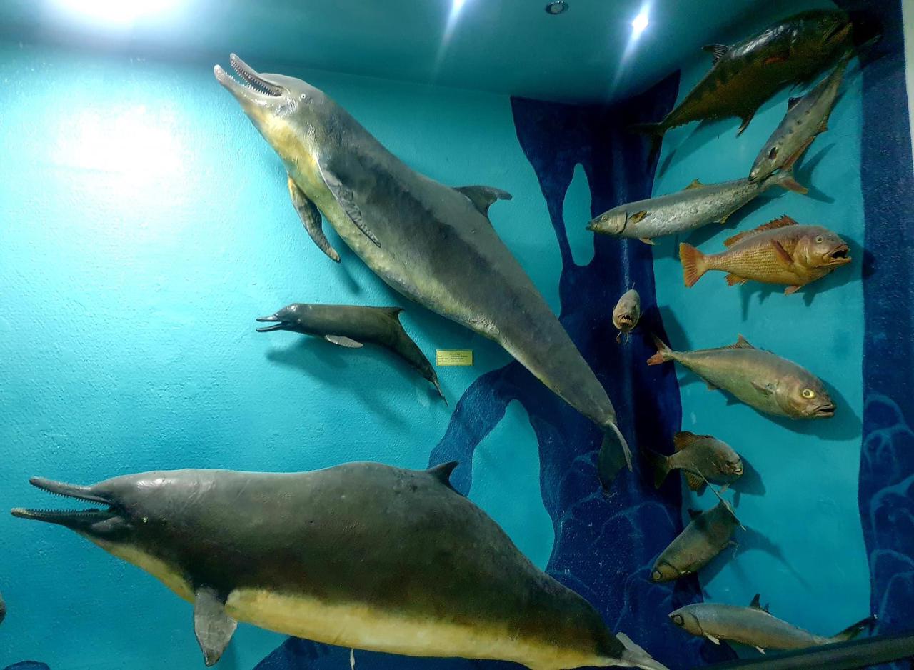 دلافين داخل متحف علوم البحار