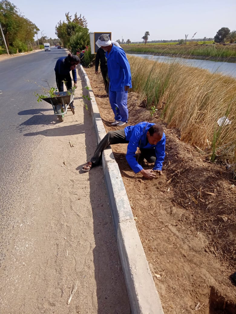 جانب من زراعة الأشجار المثمرة بالطود