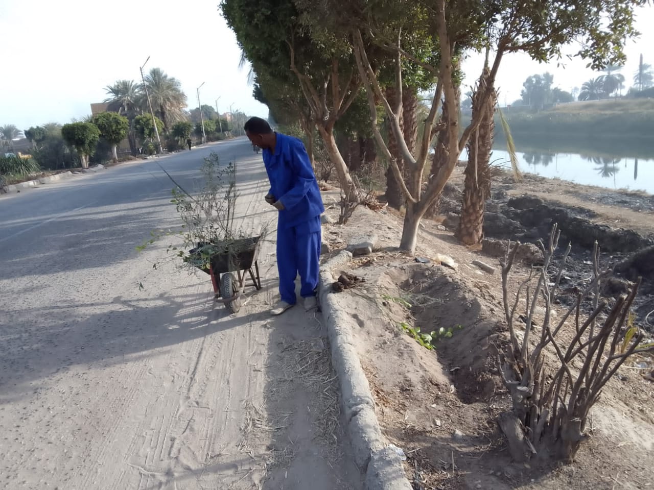 عمال الطود خلال زراعة الأشجار المثمرة