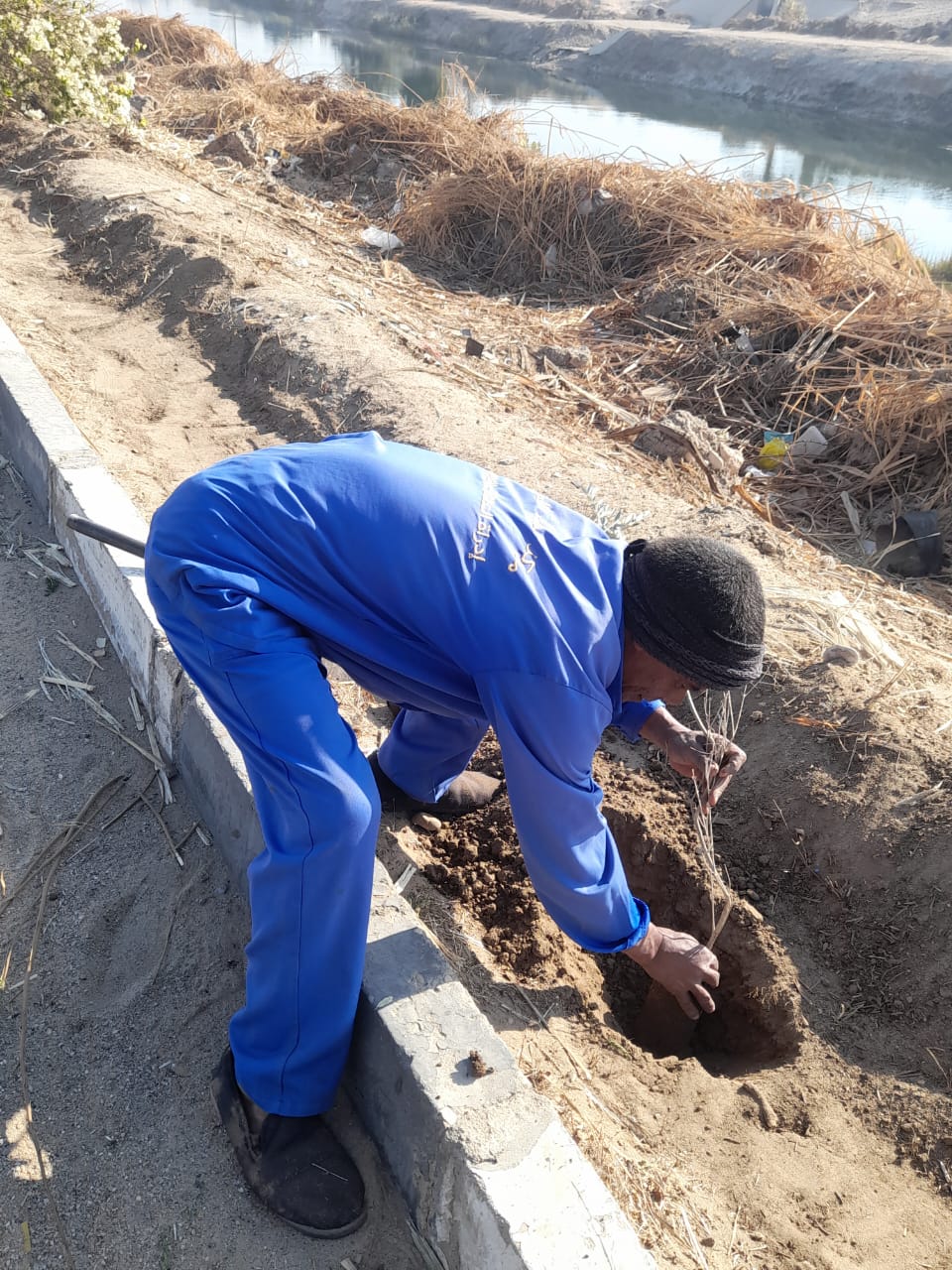 أعمال زراعة 2859 شجرة مثمرة بالطود