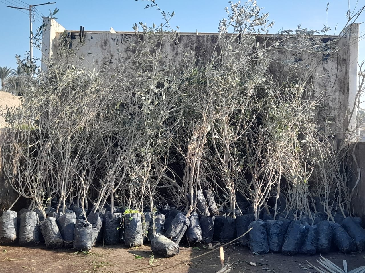 أعمال زراعة 2859 شجرة مثمرة شرق الأقصر