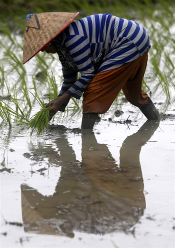 زراعة الأرز فى إندونيسيا (5)