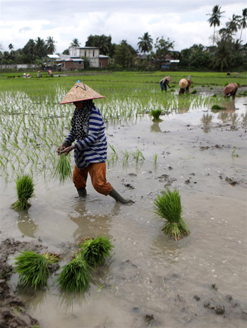 زراعة الأرز فى إندونيسيا (6)