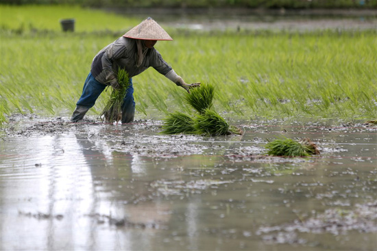 زراعة الأرز فى إندونيسيا (8)