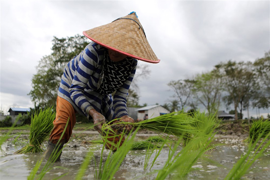 زراعة الأرز فى إندونيسيا (4)