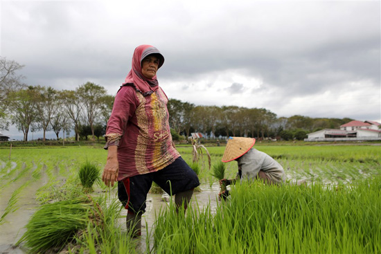زراعة الأرز فى إندونيسيا (9)