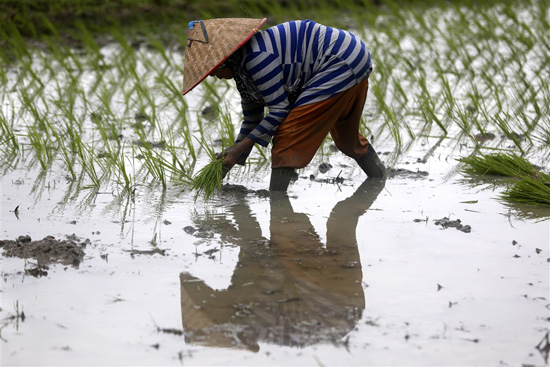 زراعة الأرز فى إندونيسيا (3)