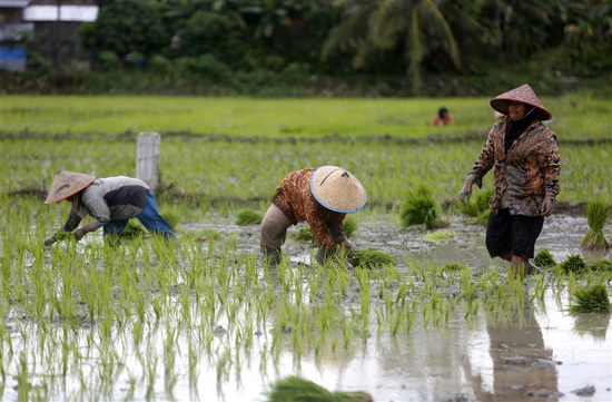 زراعة الأرز فى إندونيسيا (7)