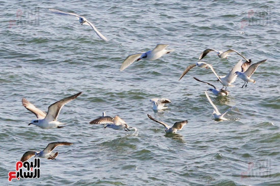 طيور النورس تحلق فى المياه (1)