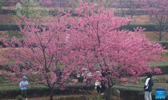 تفتح اشجار الكرز فى الصين (2)
