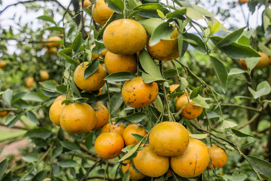 حصاد البرتقال فى إندونيسيا (2)