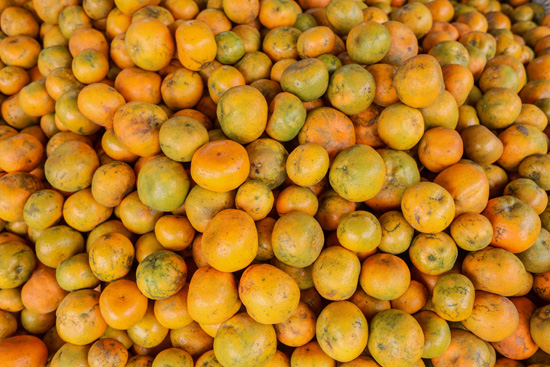 حصاد البرتقال فى إندونيسيا (7)
