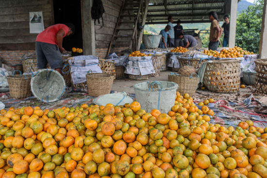 حصاد البرتقال فى إندونيسيا (1)