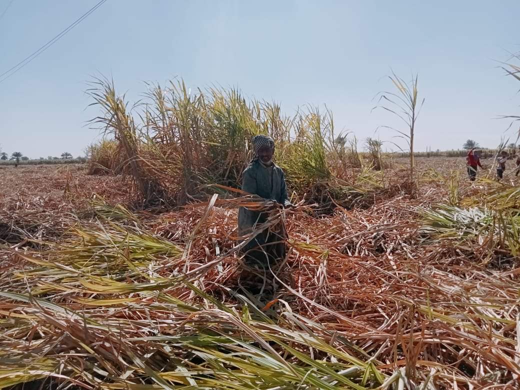 أحد العاملين فى شحن محصول قصب السكر