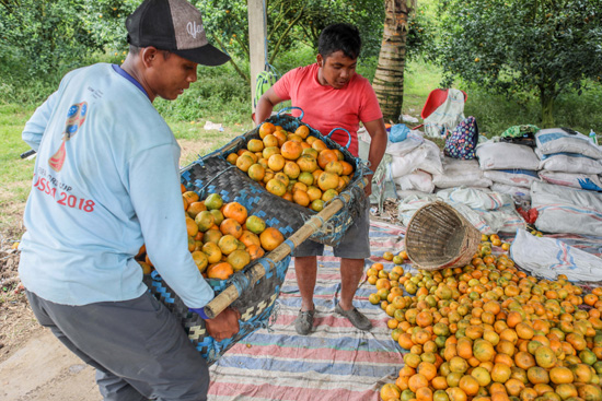حصاد البرتقال فى إندونيسيا (8)