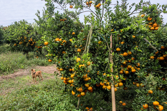 حصاد البرتقال فى إندونيسيا (3)