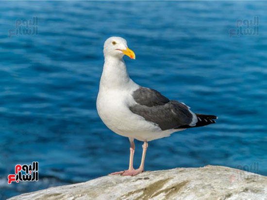 42711-جانب-من-طائر-النورس 42711-جانب-من-طائر-النورس