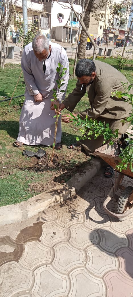 المبادرة الرئاسية 100 مليون شجرة بأشمون (1)